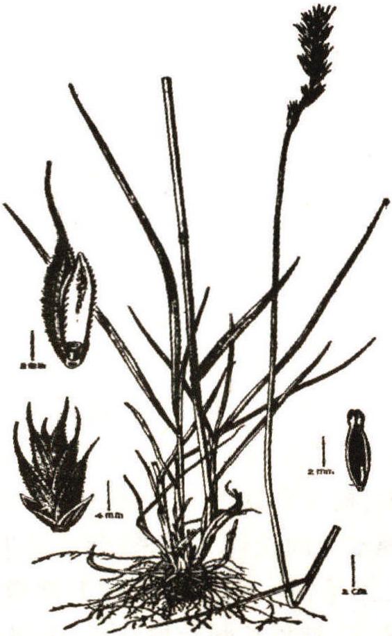 32.糙毛鵝觀草